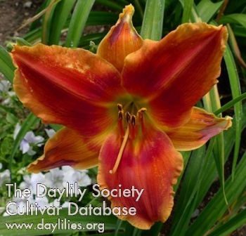 Daylily Avante Garde